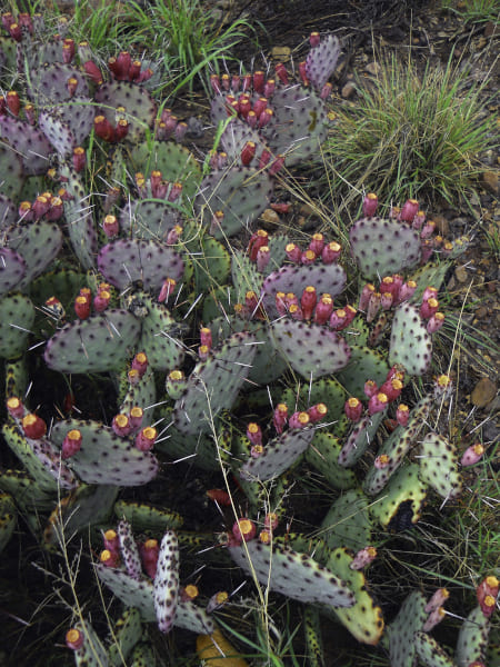 Richard Reynolds 40 x 32 Open Edition Signed Giclee on Canvas:"Purple Prickly Pear"