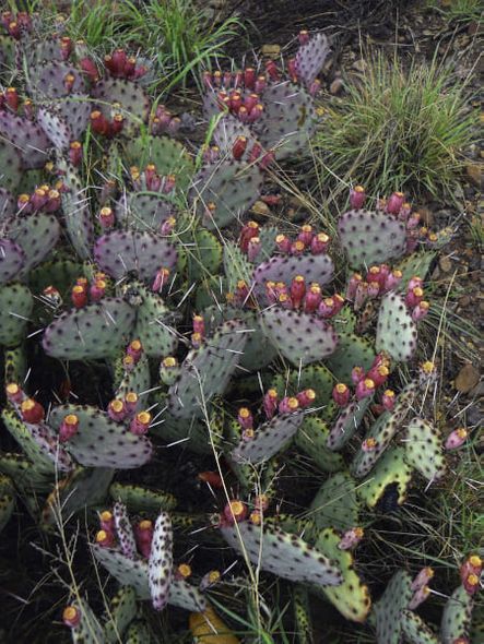 Richard Reynolds 40 x 32 Open Edition Signed Giclee on Canvas:"Purple Prickly Pear"