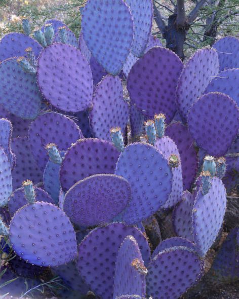 Richard Reynolds 40 x 32 Open Edition Signed Giclee on Canvas:"Santa Rita Prickly Pear"