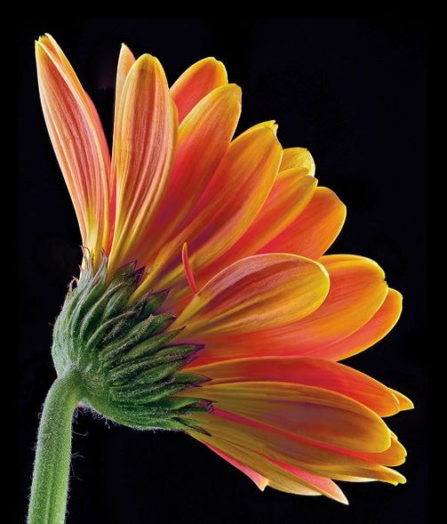 Richard Reynolds 42 x 36 Signed - Museum Wrapped Giclee on Canvas:"Gerbera Daisy"