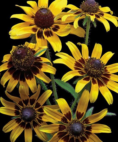 Richard Reynolds 43.25 x 36 Signed - Museum Wrapped Giclee on Canvas:"Brown Eyed Daisies"