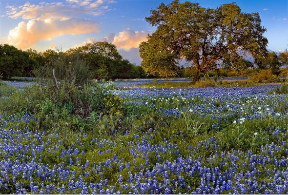 Richard Reynolds 48 x 60 Open Edition Signed Giclee on Canvas:"Big Oak Bluebonnets"