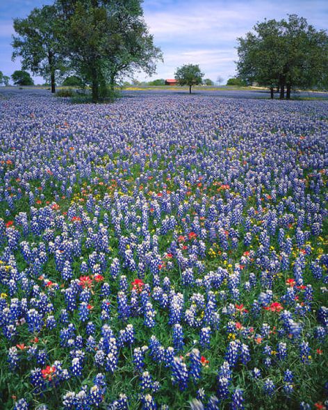 Richard Reynolds 48 x 60 Open Edition Signed Giclee on Canvas:"Red Barn Bluebonnets"
