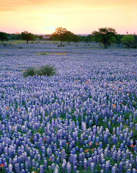 Richard Reynolds 60 x 48 Open Edition Signed Giclee on Canvas:"Bluebonnet Sunset"