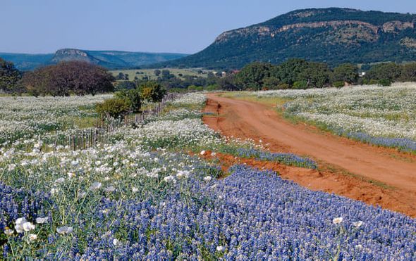 Richard Reynolds 60 x 48 Open Edition Signed Giclee on Canvas:"Hill Country"