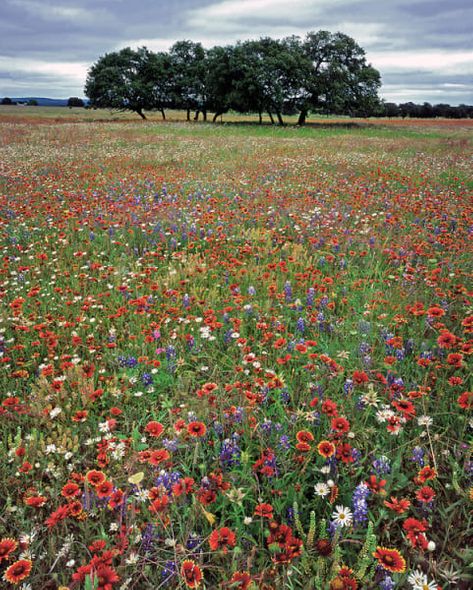 Richard Reynolds 60 x 48 Open Edition Signed Giclee on Canvas:"May Wildflowers"