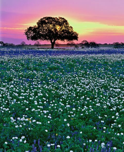Richard Reynolds 60 x 48 Open Edition Signed Giclee on Canvas:"Prairie Sunset"