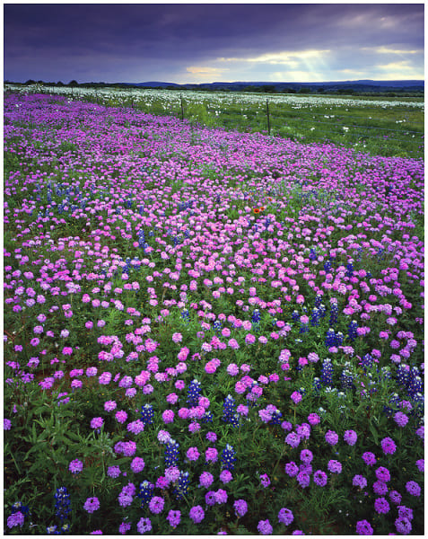 Richard Reynolds 60 x 48 Open Edition Signed Giclee on Canvas:"Prairie Verbena"
