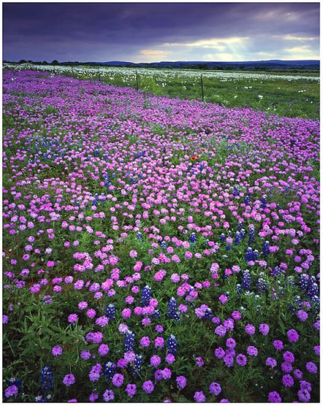 Richard Reynolds 60 x 48 Open Edition Signed Giclee on Canvas:"Prairie Verbena"