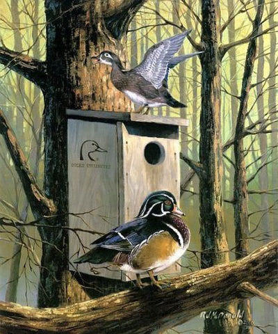 RJ McDonald Print-Signed and Numbered:"Room with a View Wood Duck Print"