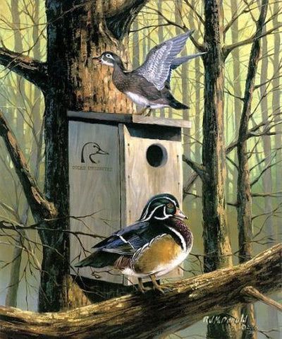 RJ McDonald Print-Signed and Numbered:"Room with a View Wood Duck Print"
