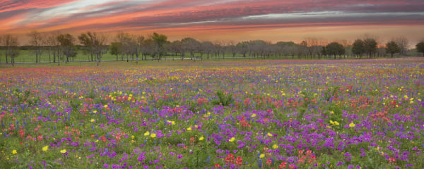 Rob Greebon 48 x 120 Open Edition Giclee on Canvas:"Church Road Sunrise Panorama of Wildflowers"