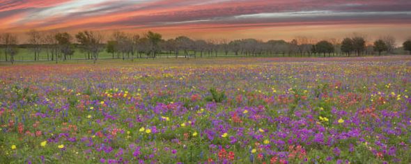 Rob Greebon 48 x 120 Open Edition Giclee on Canvas:"Church Road Sunrise Panorama of Wildflowers"