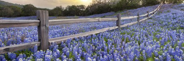 Rob Greebon 48 x 144 Open Edition Giclee on Canvas:"Pano of Bluebonnets Surrounding a Fence"