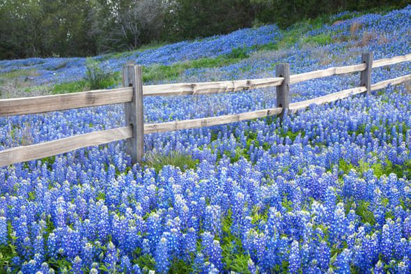 Rob Greebon 48 x 72 Open Edition Giclee on Canvas:"Bluebonnet Fence Near Llano, Texas"