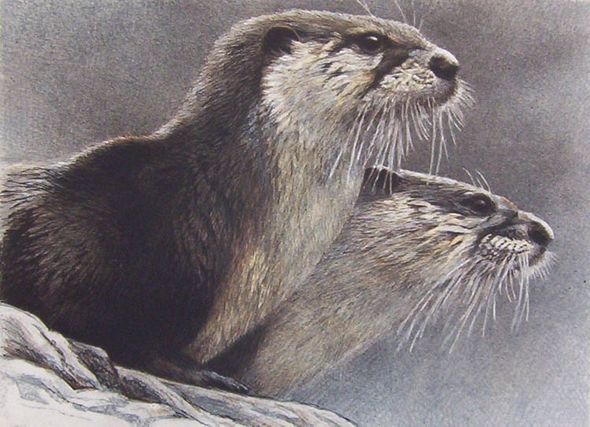 ROBERT BATEMAN 10X14 Secondary Market Art: "RIVER OTTERS NAW PRTF"