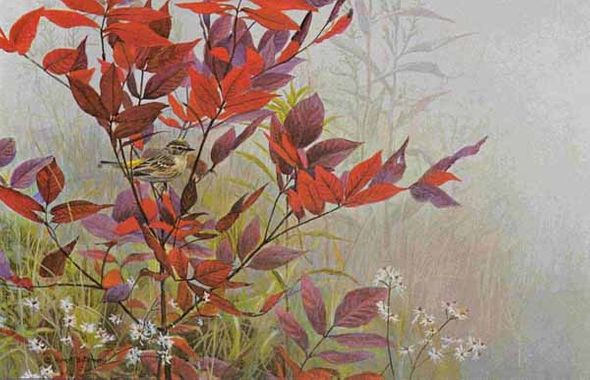 ROBERT BATEMAN 10X15 Secondary Market Art: "YELLOW RUMPED WARBL AP"