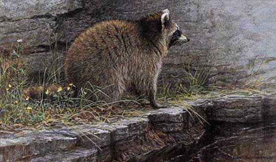 ROBERT BATEMAN 10X16 Secondary Market Art: "DISTANT DANGER RACCOON"