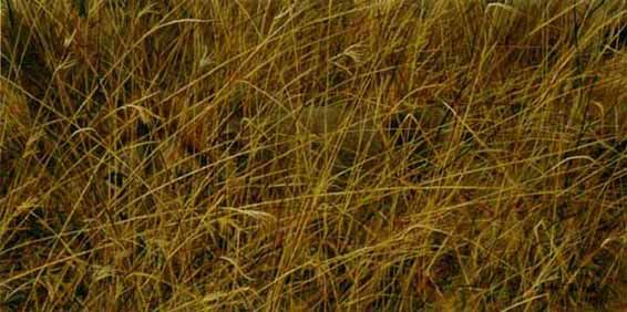 ROBERT BATEMAN 10X20 Secondary Market Art: "EYES IN THE GRASS"