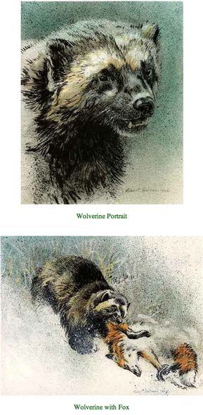 ROBERT BATEMAN 10X8 Secondary Market Art: "WOLVERINE PREDITO PRTF"