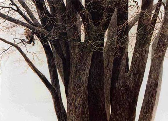 ROBERT BATEMAN 11X14 Secondary Market Art: "ROUGH LEGGED HAWK AP"