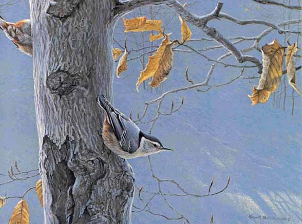 ROBERT BATEMAN 11X15 Secondary Market Art: "WHITE BREASTED NUTHATC"