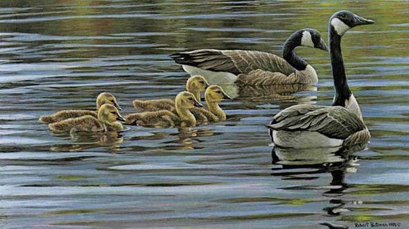 ROBERT BATEMAN 11X19 Secondary Market Art: "CANADA GEESE W/YOUNG"