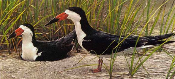 ROBERT BATEMAN 11X23 Secondary Market Art: "PAIR OF SKIMMERS" | Out of Stock