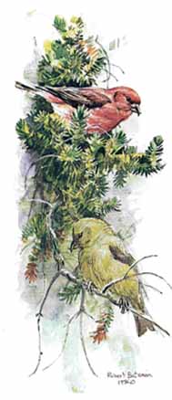 ROBERT BATEMAN 11X6 Secondary Market Art: "RED CROSSBILLS"