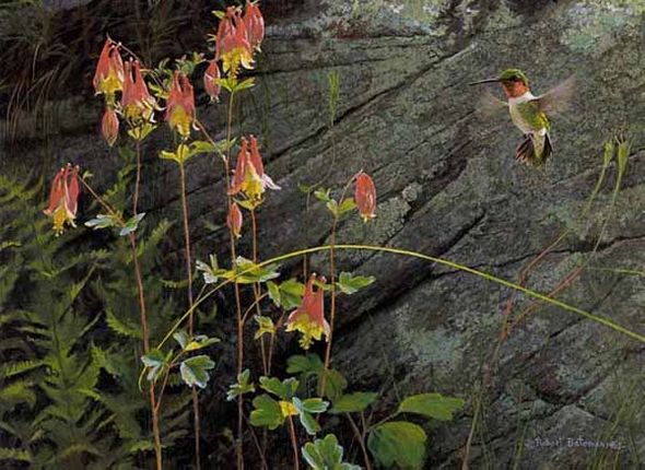 ROBERT BATEMAN 12X16 Secondary Market Art: "RUBY THROAT COLUMB PP"