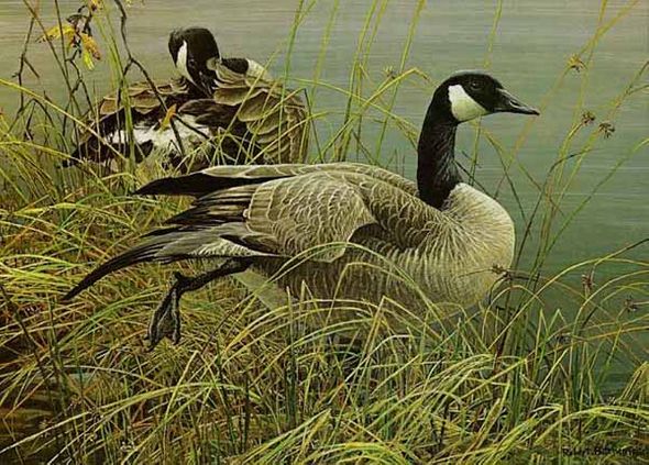 ROBERT BATEMAN 12X17 Secondary Market Art: "PREENING PAIR GEESE"