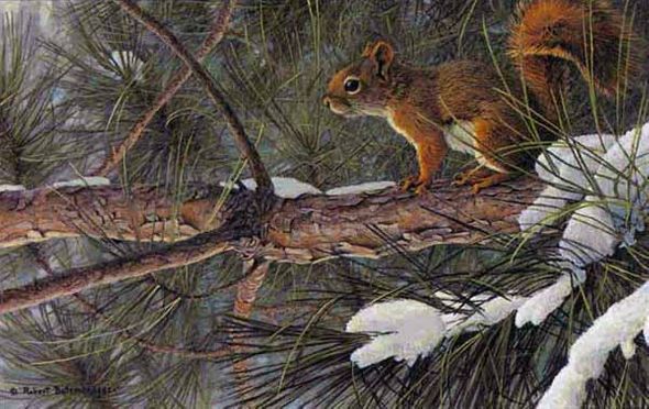 ROBERT BATEMAN 12X18 Secondary Market Art: "RED SQUIRREL"
