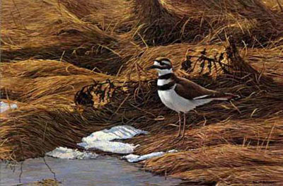 ROBERT BATEMAN 12X18 Secondary Market Art: "SPRING THAW KILLDEER"