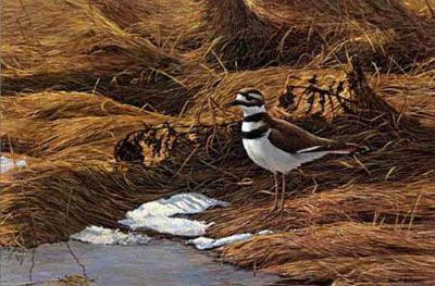 ROBERT BATEMAN 12X18 Secondary Market Art: "SPRING THAW KILLDEER"