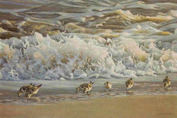 ROBERT BATEMAN 12X18 Secondary Market Art: "SURF & SANDERLINGS AP"