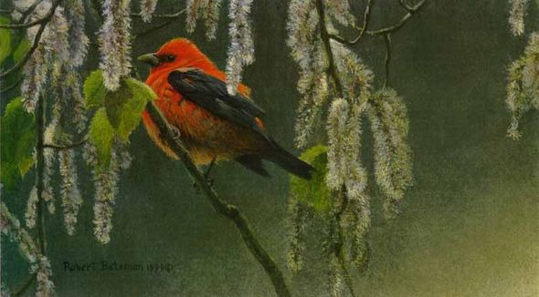 ROBERT BATEMAN 12X20 Secondary Market Art: "SCARLET TANAGER ALDER"