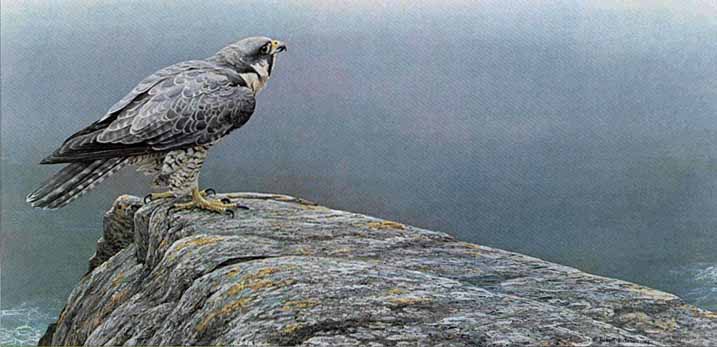 ROBERT BATEMAN 12X25 Secondary Market Art: "READY FLIGHT PEREGRINE"