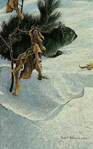ROBERT BATEMAN 12X7 Secondary Market Art: "LATE WINTER SQUIRREL"