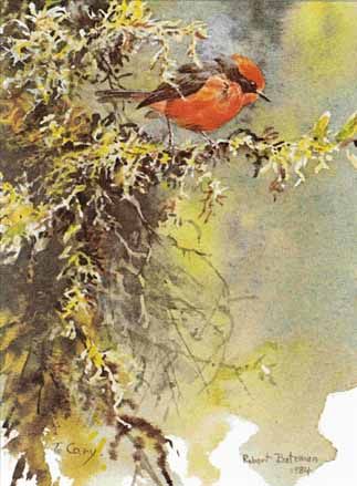 ROBERT BATEMAN 13X20 Secondary Market Art: "VERMILION FLYCATCHR AP"