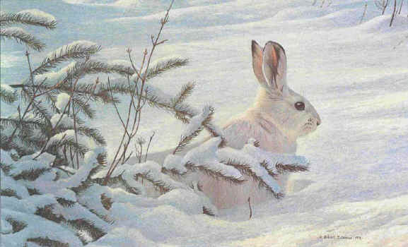 ROBERT BATEMAN 13X21 Secondary Market Art: "WINTER SNOWSHOE HARE"