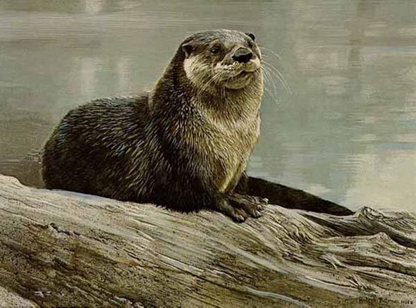 ROBERT BATEMAN 14X19 Secondary Market Art: "OTTER STUDY"