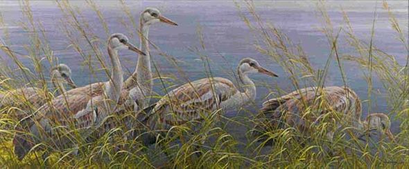 ROBERT BATEMAN 14X33 Secondary Market Art: "YOUNG SANDHILL CRANES"