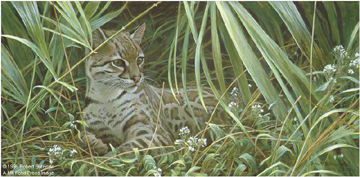ROBERT BATEMAN 15X26 Secondary Market Art: "RECLINING OCELOT"