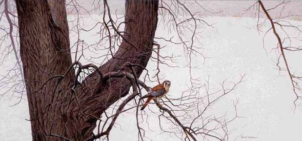 ROBERT BATEMAN 15X33 Secondary Market Art: "WINTER ELM KESTREL"