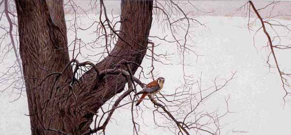 ROBERT BATEMAN 15X33 Secondary Market Art: "WINTER ELM KESTREL"