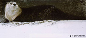 ROBERT BATEMAN 15X38 Secondary Market Art: "RIVER OTTER LITHO"