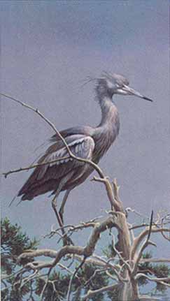 ROBERT BATEMAN 15X8 Secondary Market Art: "LITTLE BLUE HERON"