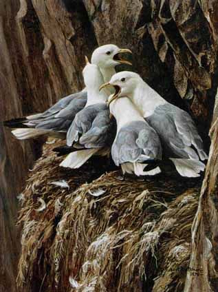 ROBERT BATEMAN 16X11 Secondary Market Art: "KITTIWAKE GREETING"