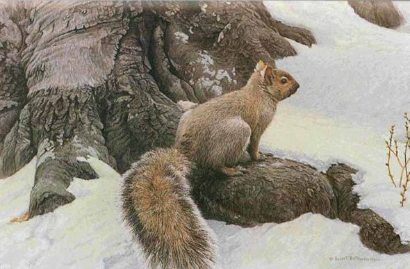 ROBERT BATEMAN 16X24 Secondary Market Art: "GRAY SQUIRREL"