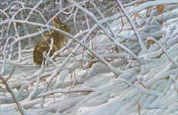 ROBERT BATEMAN 17X18 Secondary Market Art: "IN BRIAR PATCH"